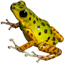 Isla Colon Dart Frog